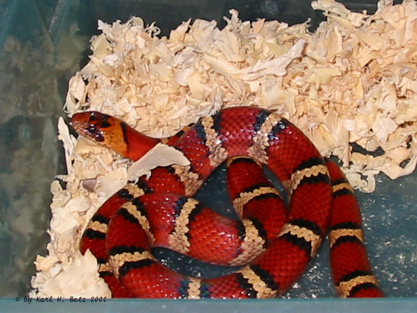 Mystery Lampropeltis.jpg [153 Kb]